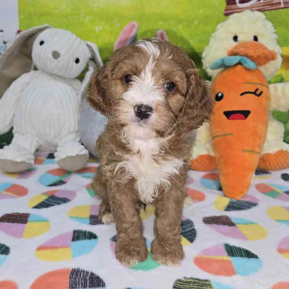 Male Cavapoo Puppy for Sale in Virginia Beach, VA