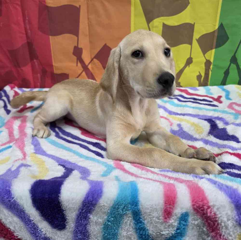 Female Labrador Retriever Puppy for Sale in Virginia Beach, VA