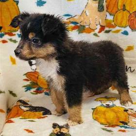 Mini Aussie