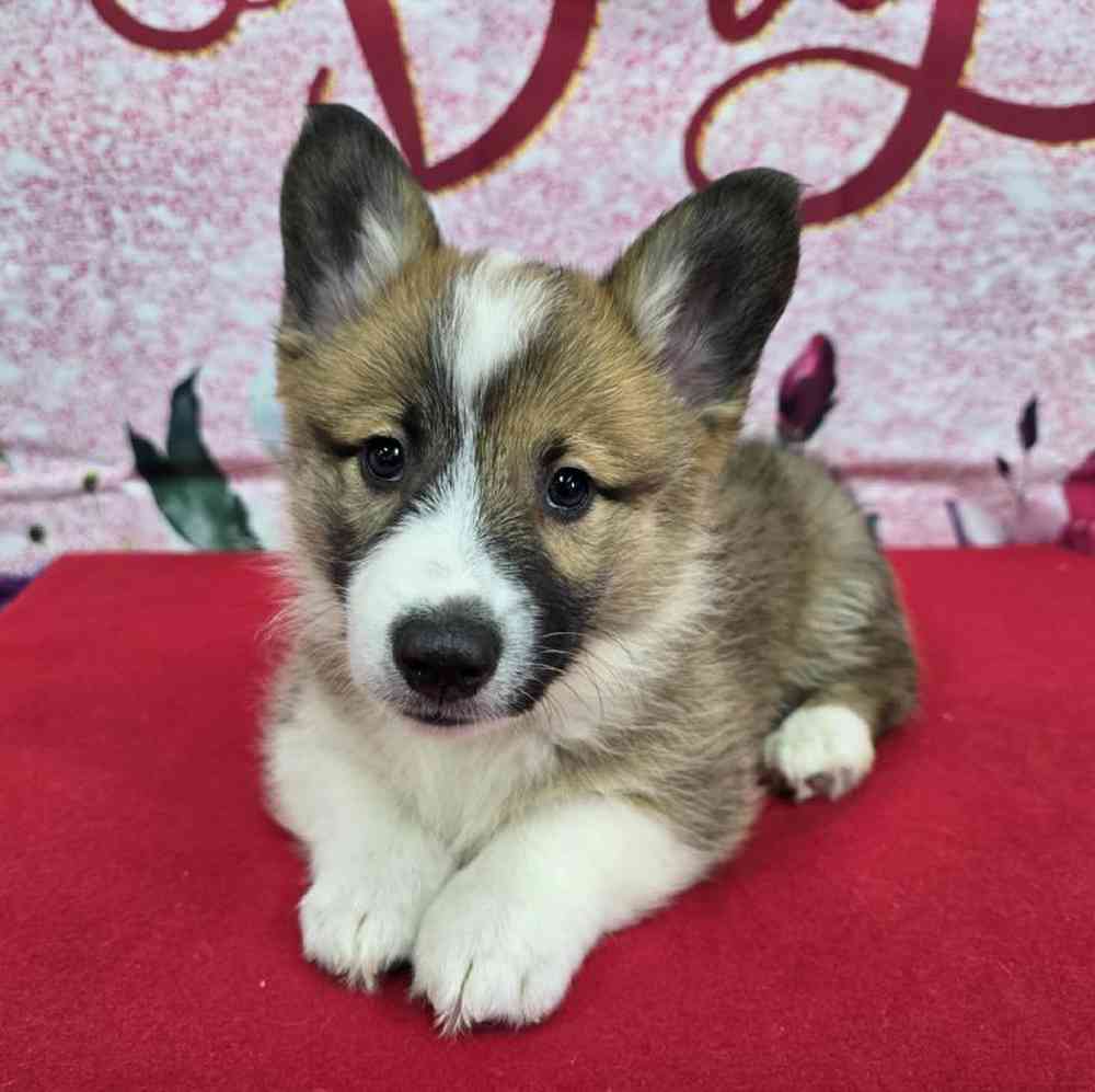 Male Pembroke Welsh Corgi Puppy for Sale in Virginia Beach, VA