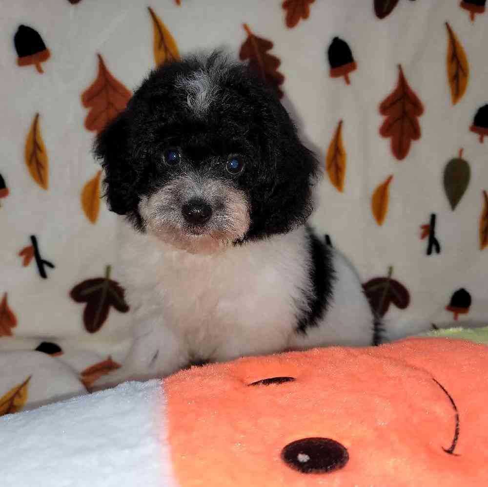 Male Teddypoo Puppy for sale