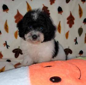 Teddypoo