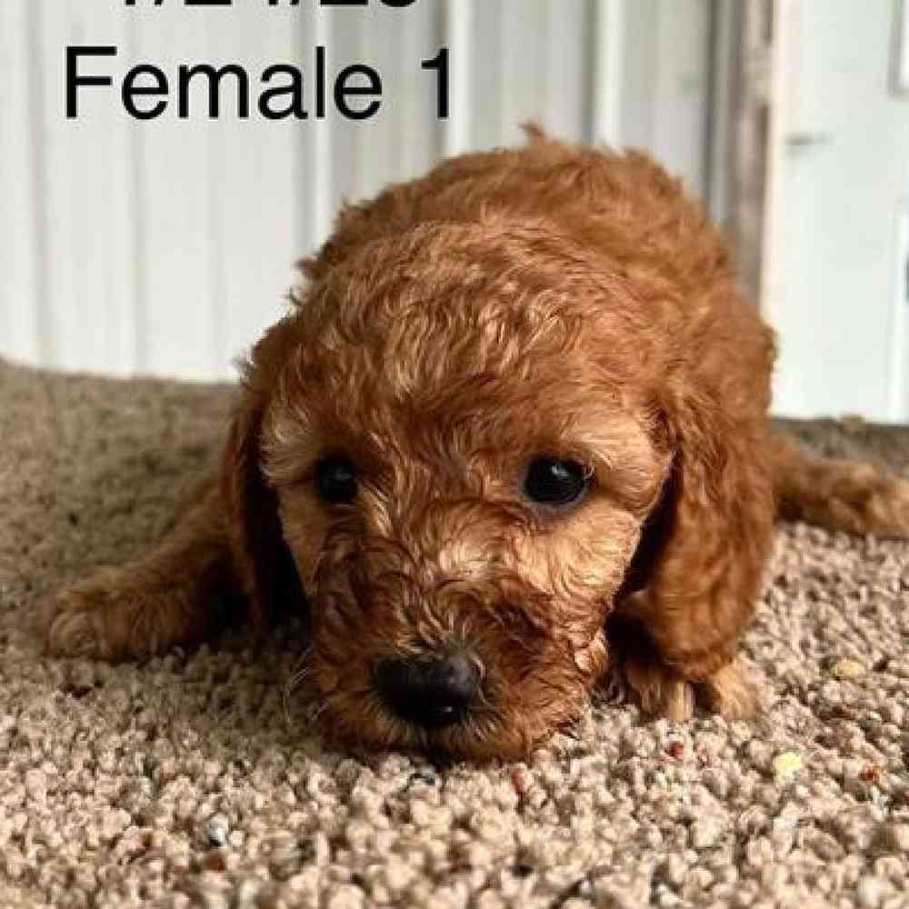Female Mini Goldendoodle Puppy for Sale in Virginia Beach, VA