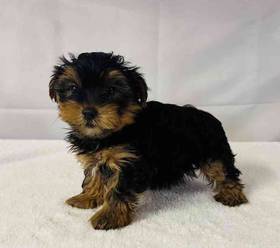 Yorkie