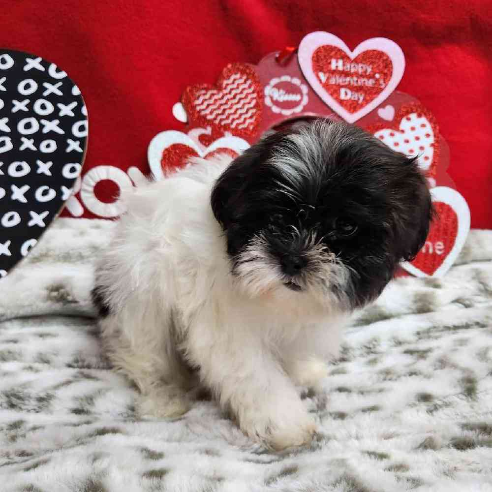 Male Shih Tzu Puppy for Sale in Virginia Beach, VA