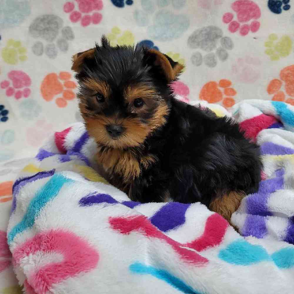 Male Yorkie Puppy for Sale in Virginia Beach, VA