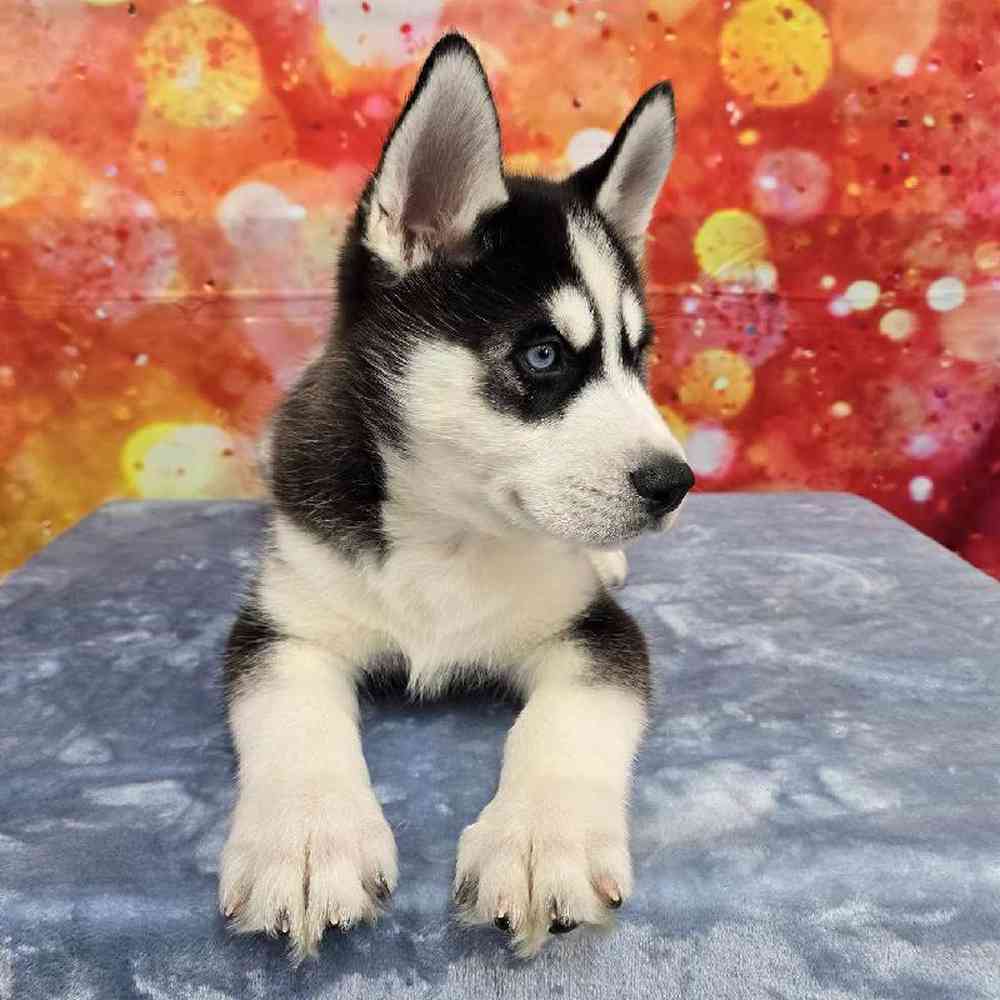 Male Siberian Husky Puppy for Sale in Virginia Beach, VA