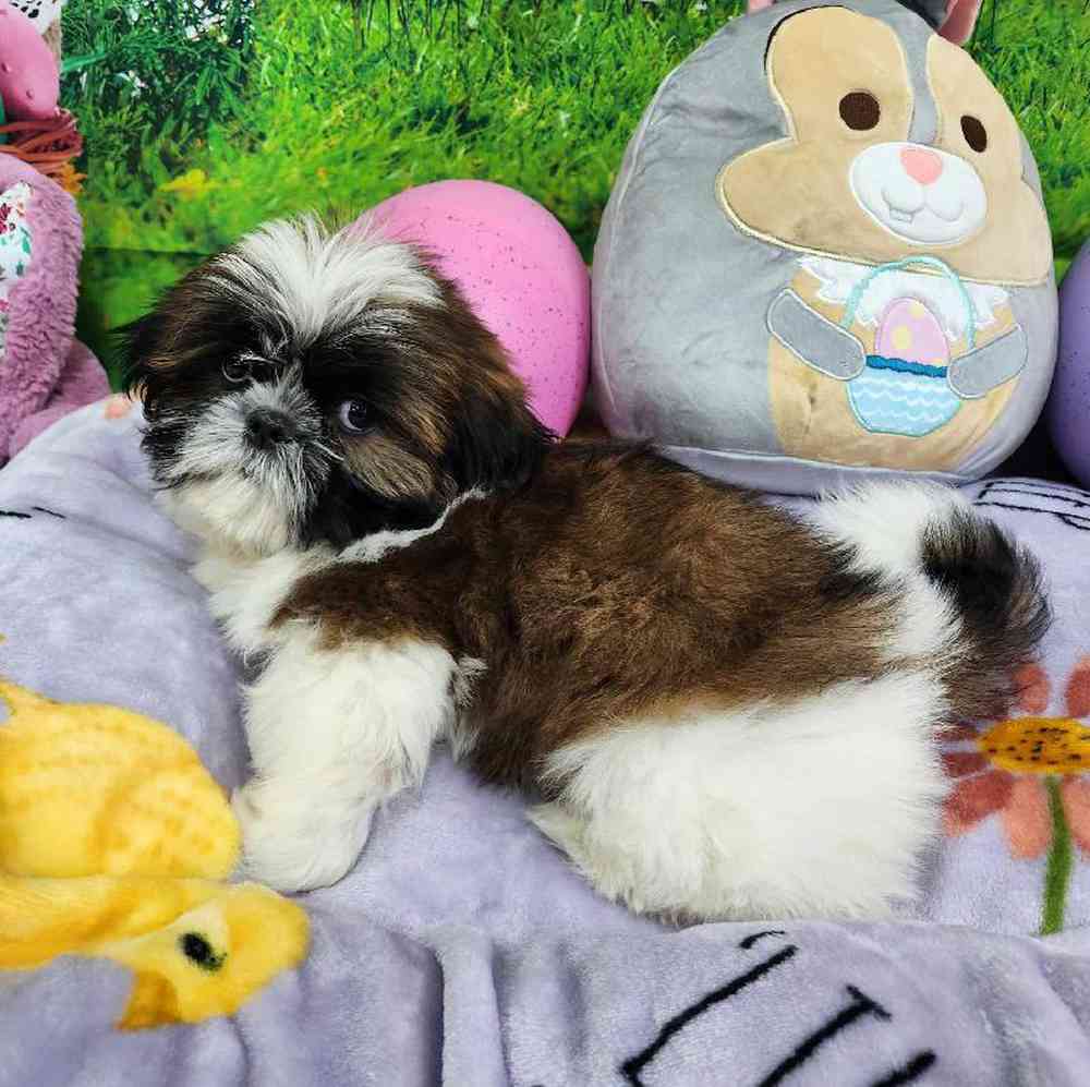 Male Shih Tzu Puppy for Sale in Virginia Beach, VA