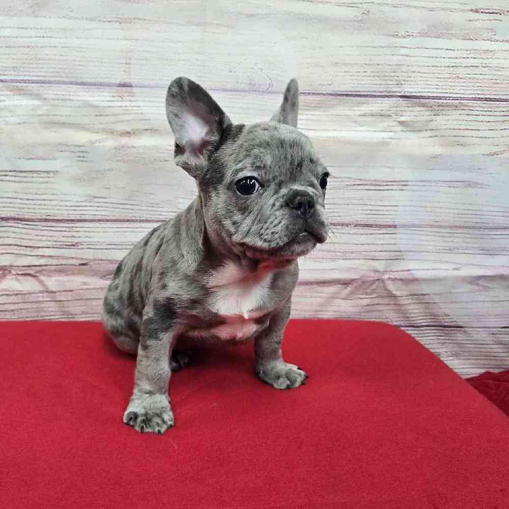 Male French Bulldog Puppy for Sale in Virginia Beach, VA