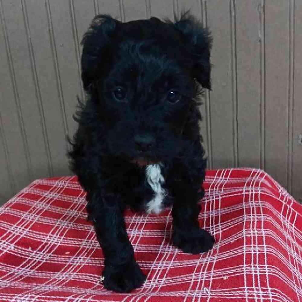 Male Yorkie-Poo Puppy for Sale in Virginia Beach, VA