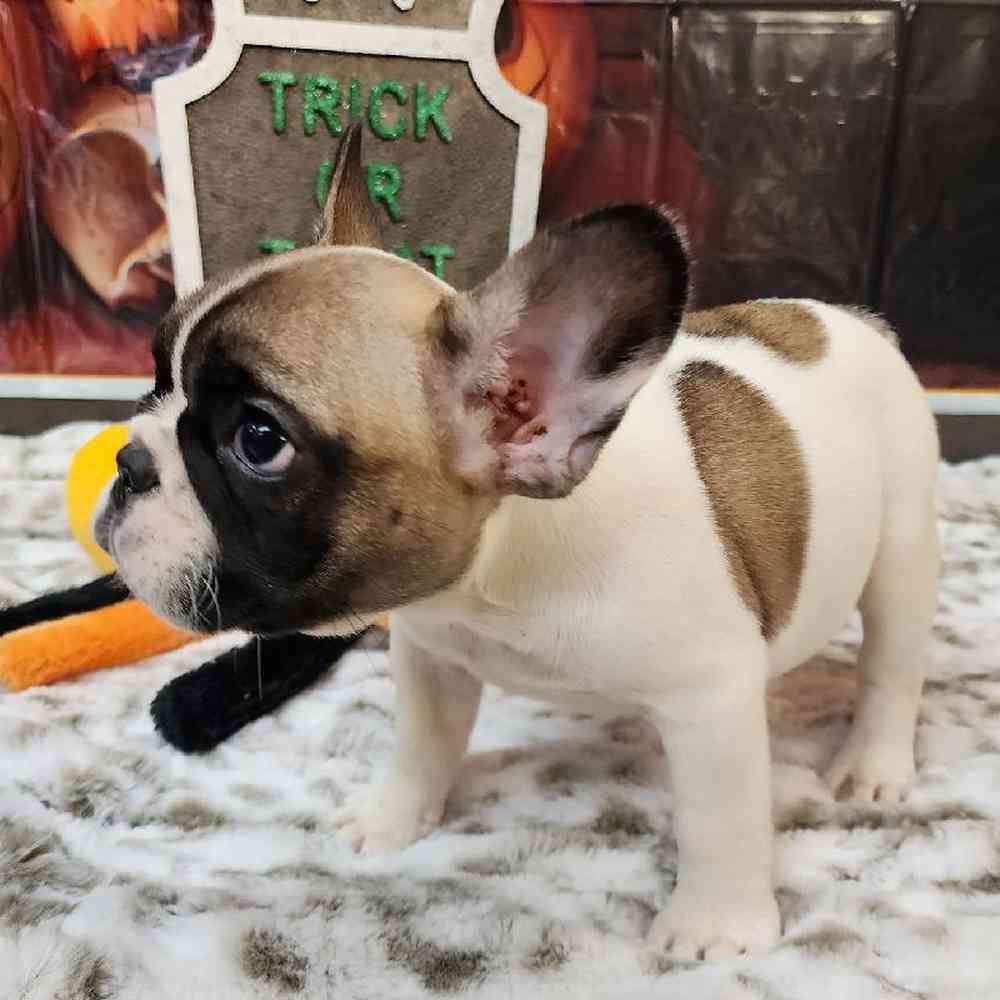 Female French Bulldog Puppy for sale