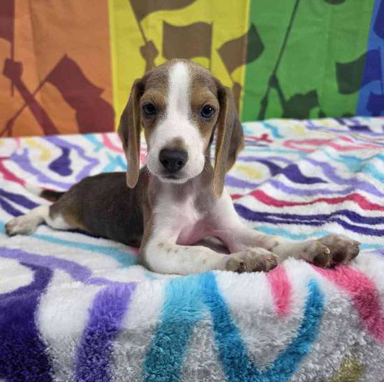 Beagle