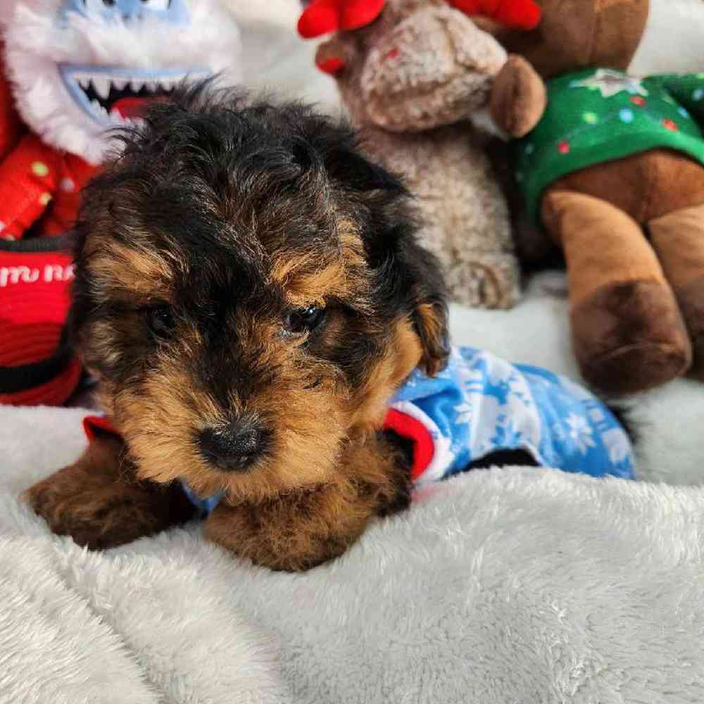 Male Yorkie-Poo Puppy for Sale in Virginia Beach, VA