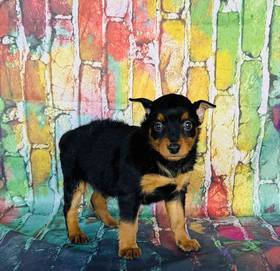 Min Pin