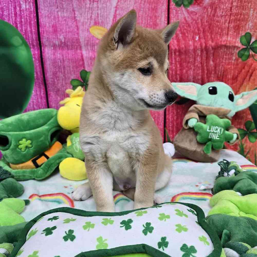 Male Shiba Inu Puppy for Sale in Virginia Beach, VA