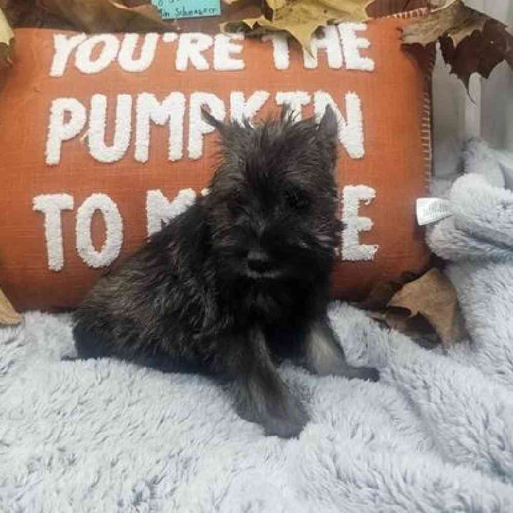 Male Mini Schnauzer Puppy for Sale in Virginia Beach, VA