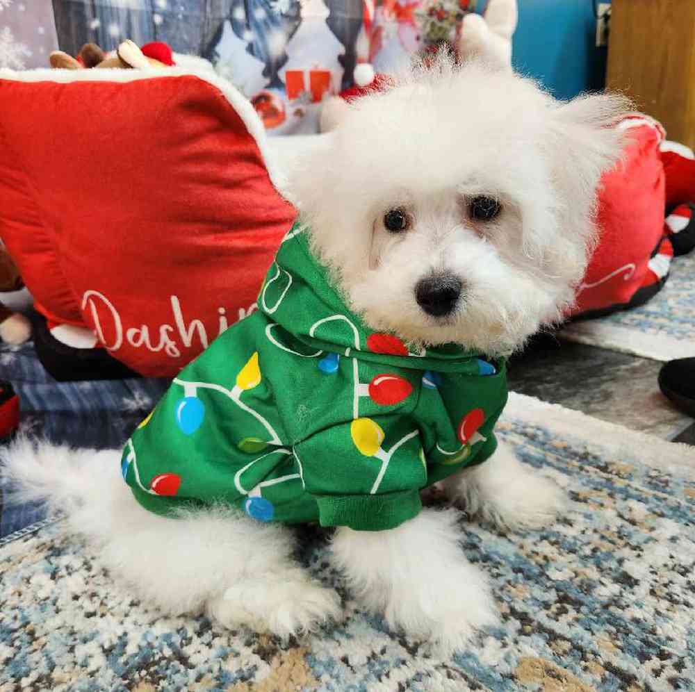 Male Bichon Puppy for Sale in Virginia Beach, VA