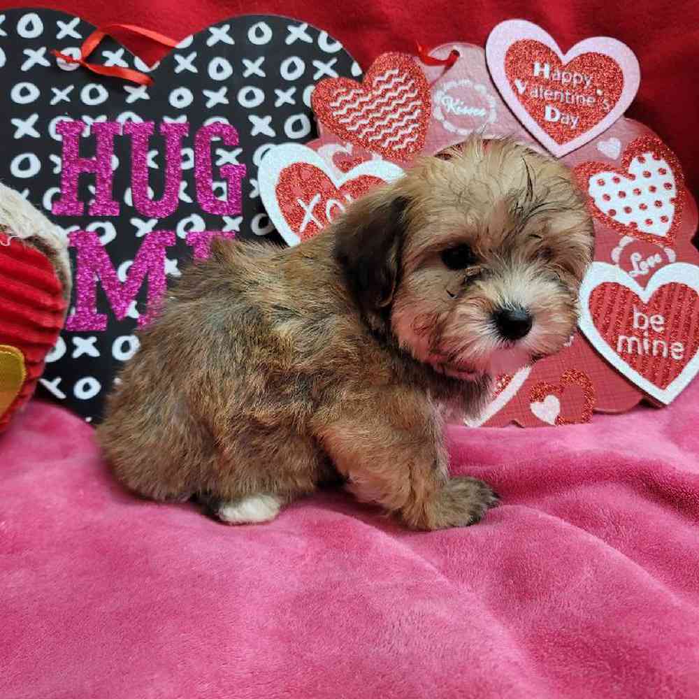 Female Yochon Puppy for Sale in Virginia Beach, VA