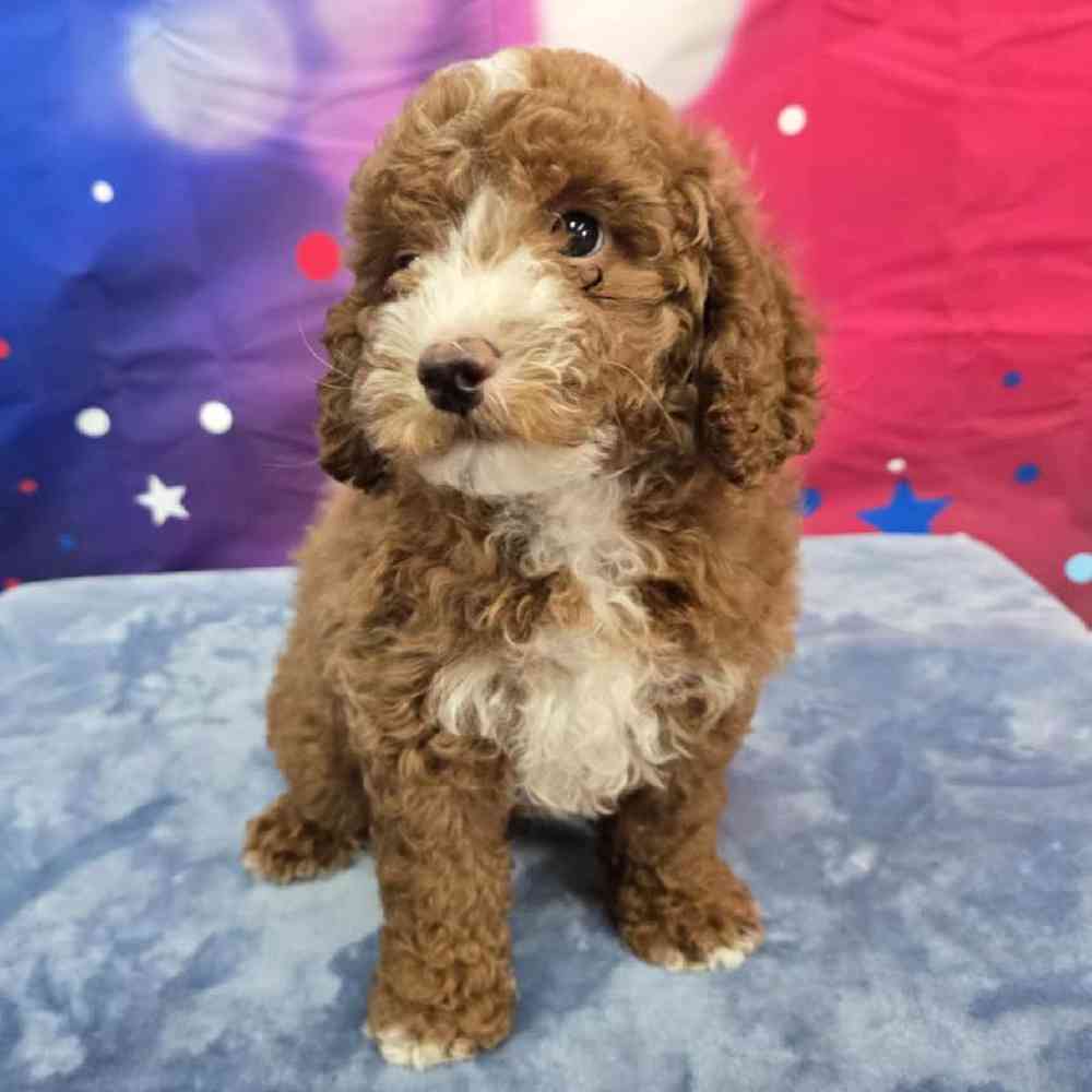 Male Poodle Puppy for Sale in Virginia Beach, VA