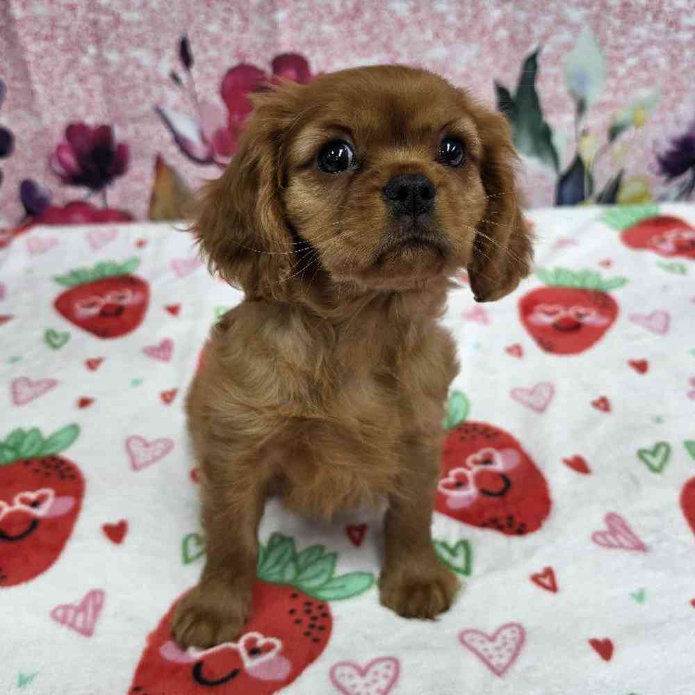Female Cavalier King Charles Spaniel Puppy for Sale in Virginia Beach, VA