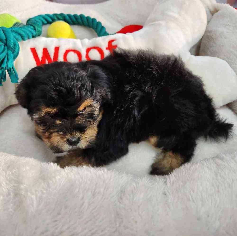 Female Morkie Puppy for Sale in Virginia Beach, VA