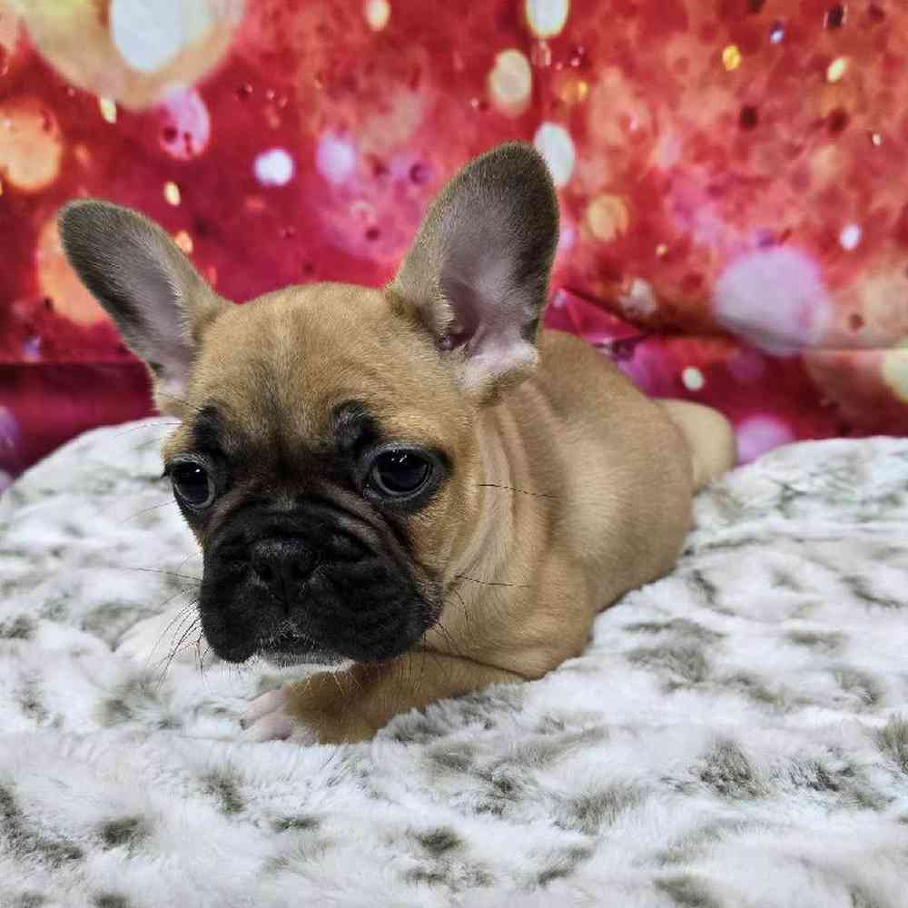 Male French Bulldog Puppy for Sale in Virginia Beach, VA