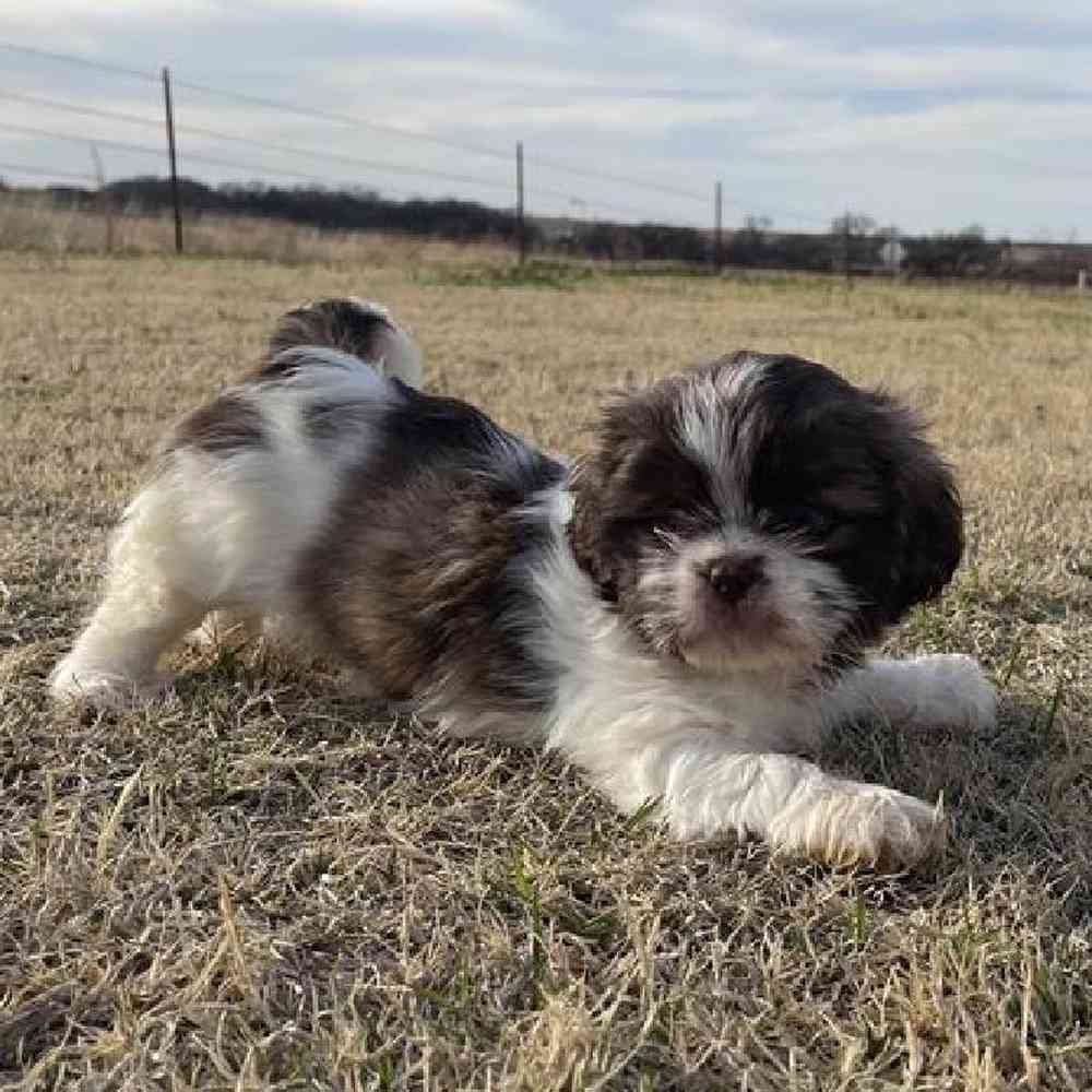 Female Shih Tzu Puppy for sale