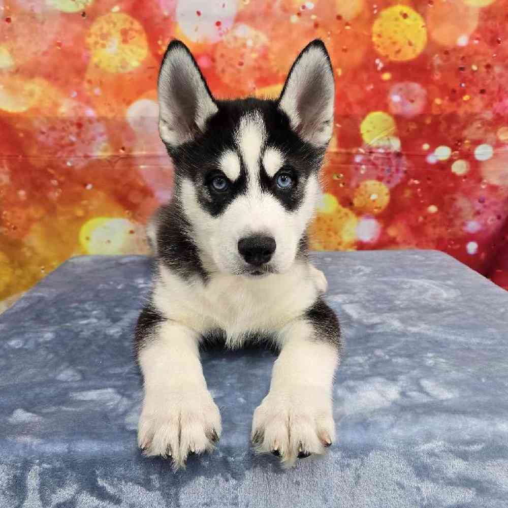 Male Siberian Husky Puppy for Sale in Virginia Beach, VA