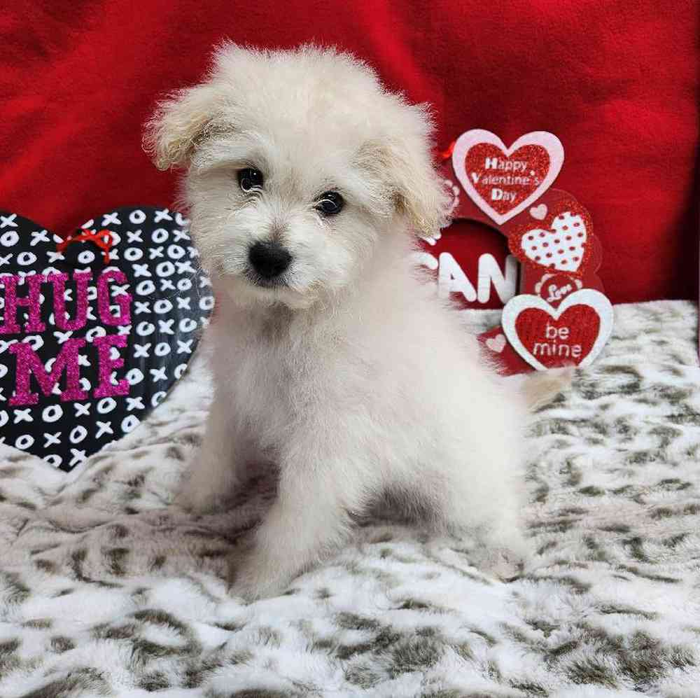 Male Pompoo Puppy for Sale in Virginia Beach, VA