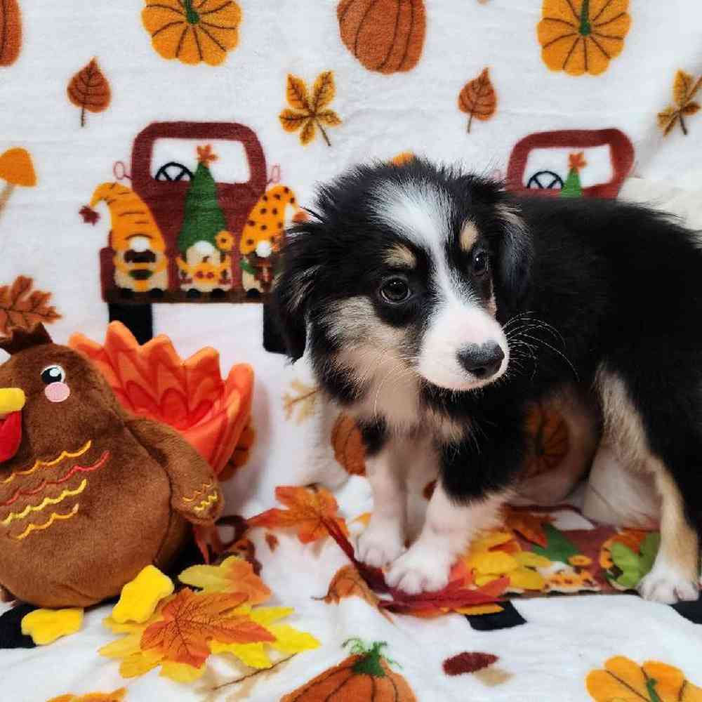 Female Mini Aussie Puppy for sale