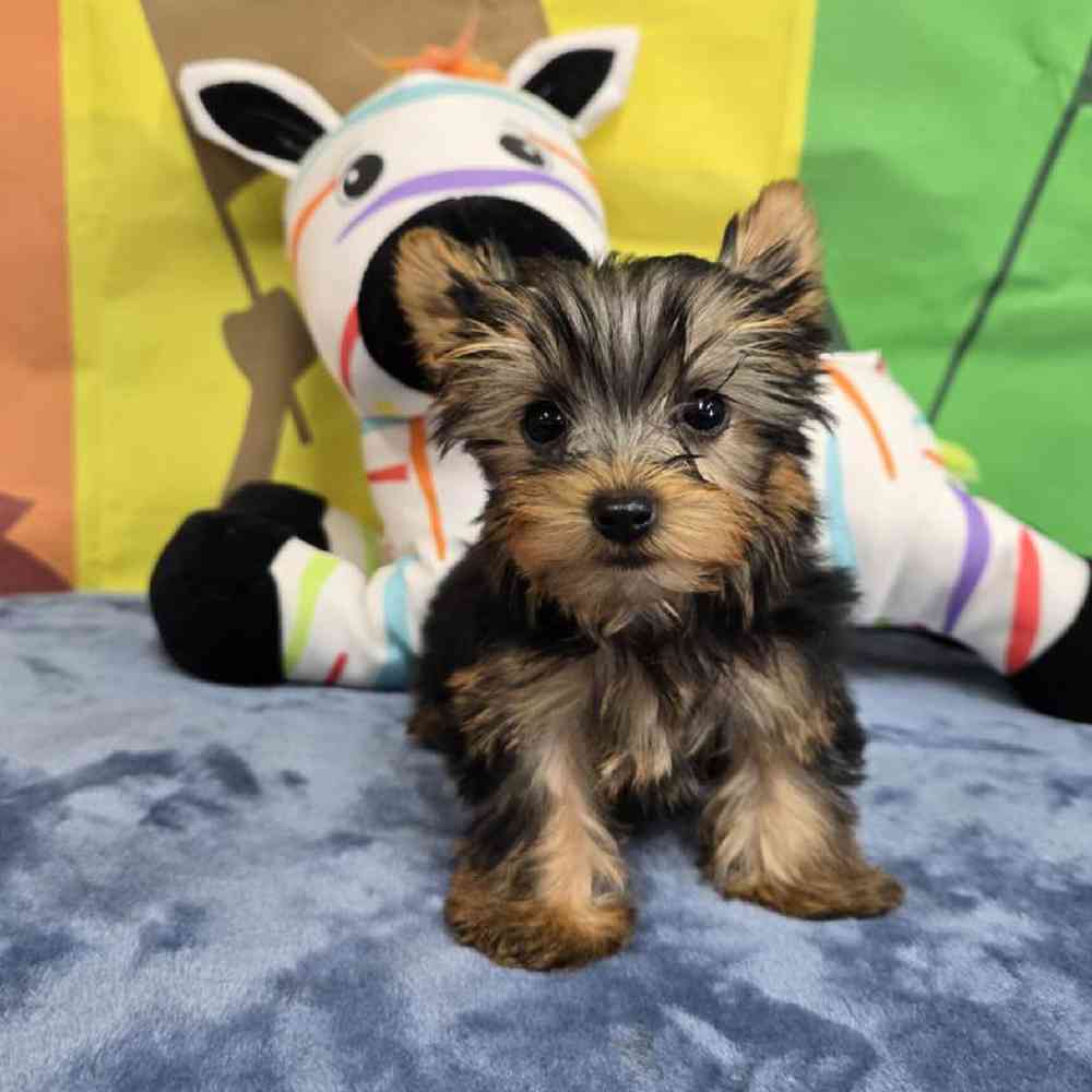 Male Yorkie Puppy for Sale in Virginia Beach, VA