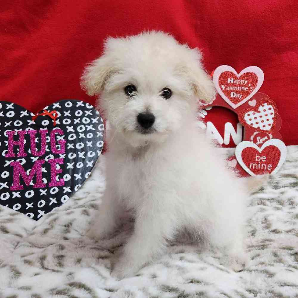 Male Pompoo Puppy for Sale in Virginia Beach, VA