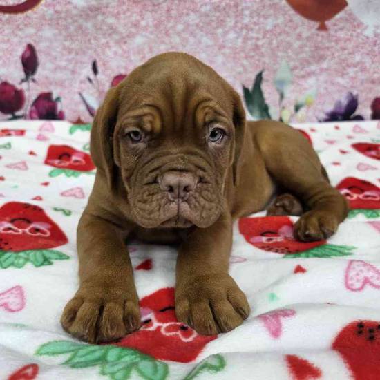 Dogue De Bordeaux