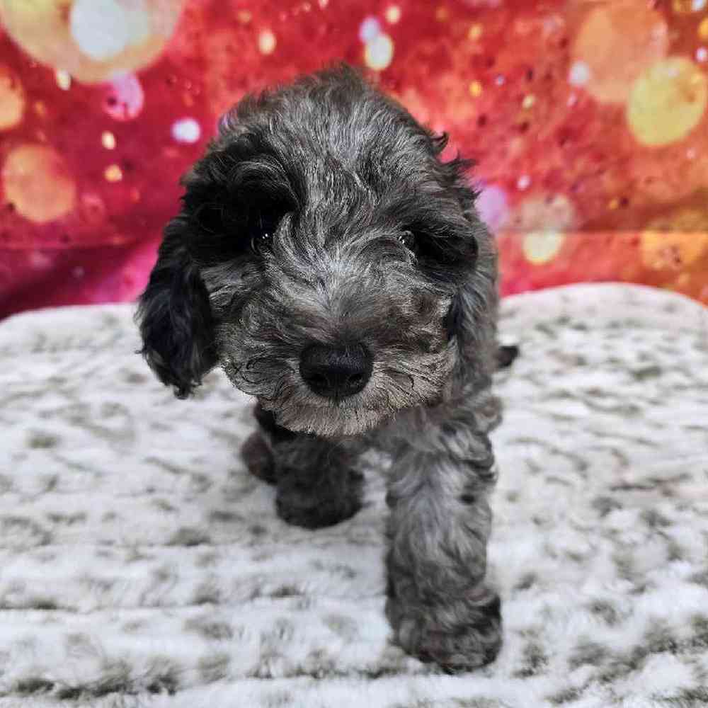 Female Mini Goldendoodle Puppy for Sale in Virginia Beach, VA