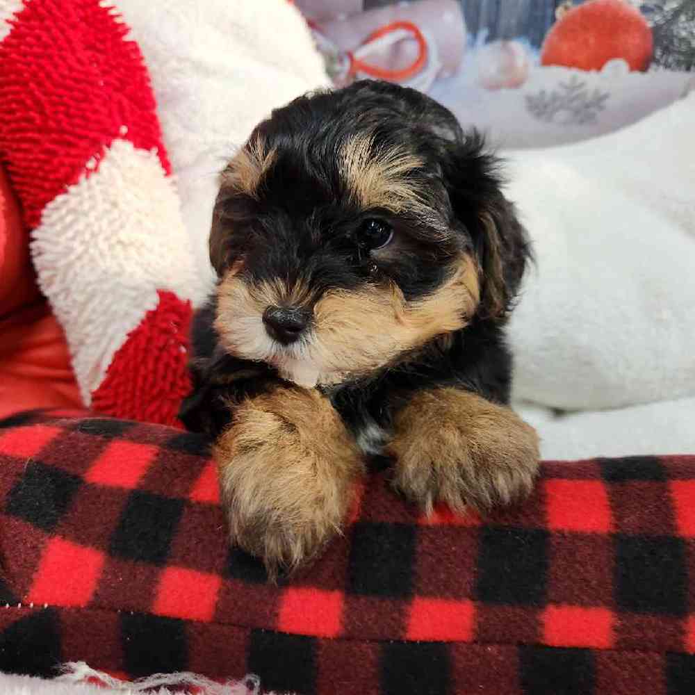 Male Morkie Puppy for Sale in Virginia Beach, VA