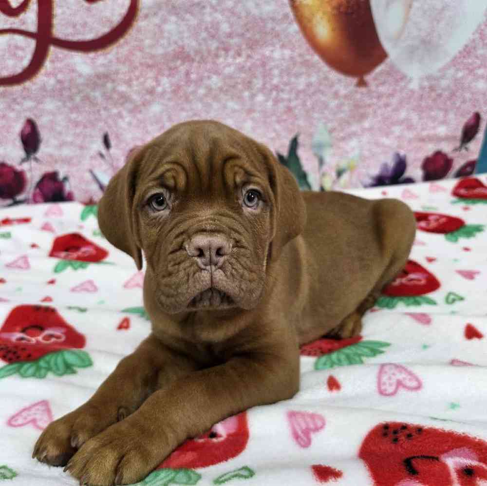 Male Dogue De Bordeaux Puppy for Sale in Virginia Beach, VA