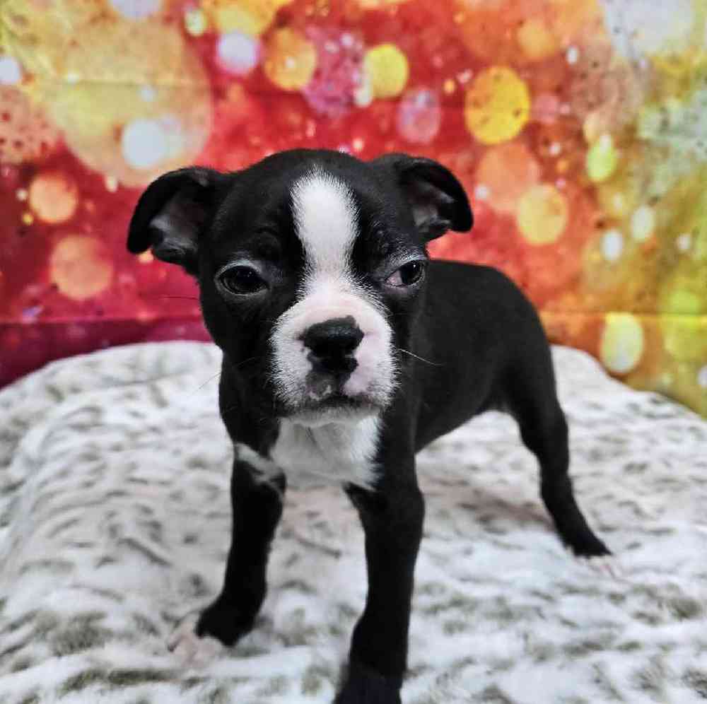 Male Boston Terrier Puppy for Sale in Virginia Beach, VA