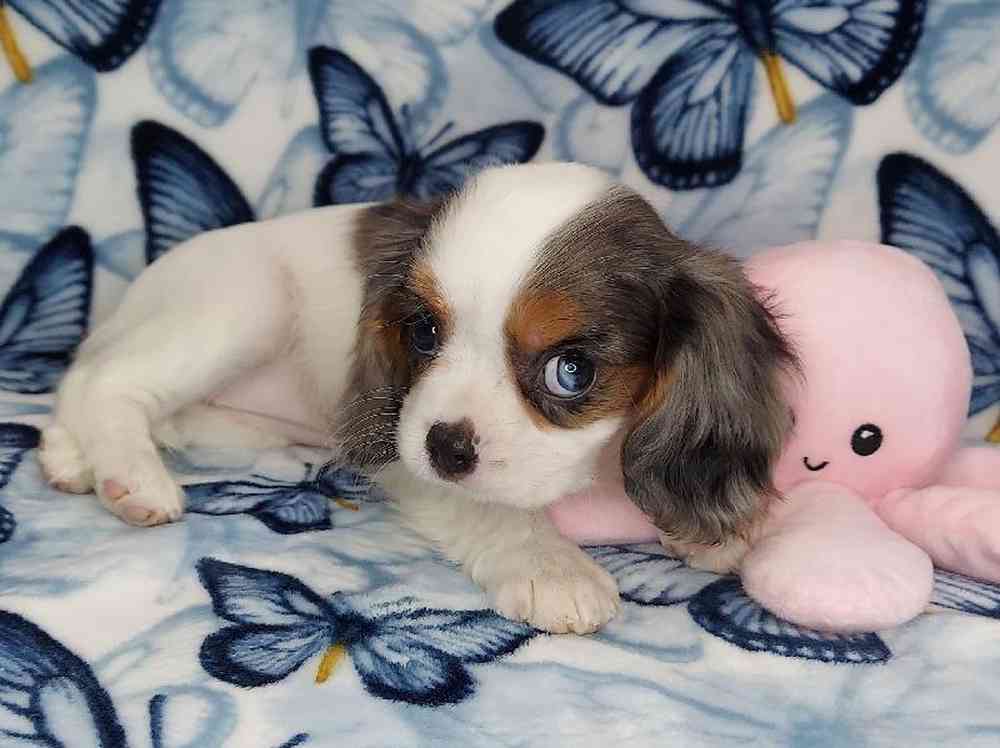 Female Cavalier King Charles Spaniel Puppy for sale