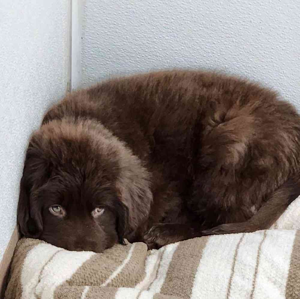 Male Newfoundland Puppy for Sale in Virginia Beach, VA