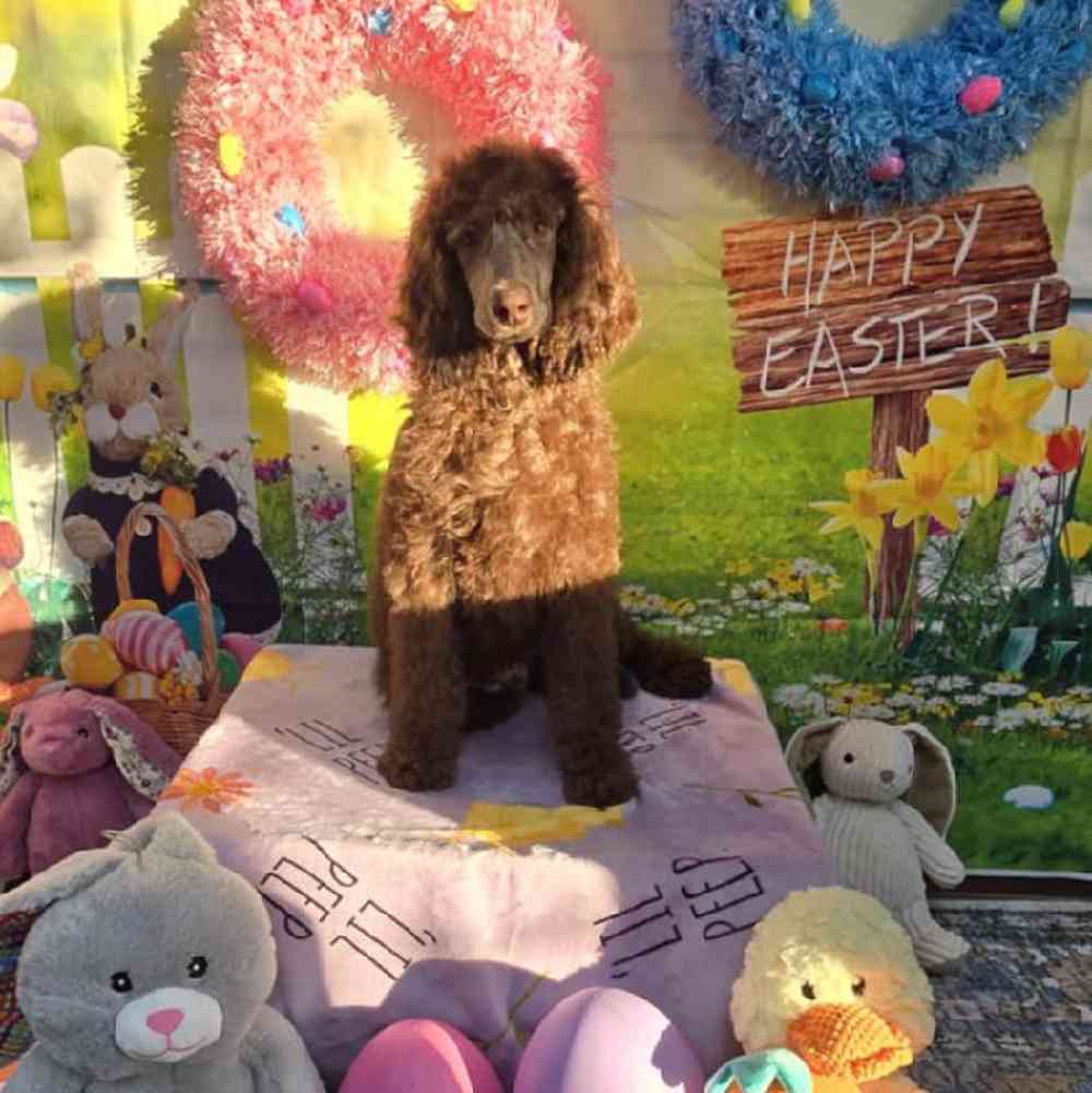 Male Standard Poodle Puppy for Sale in Virginia Beach, VA