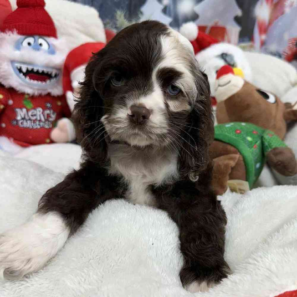 Female Cocker Spaniel Puppy for Sale in Virginia Beach, VA