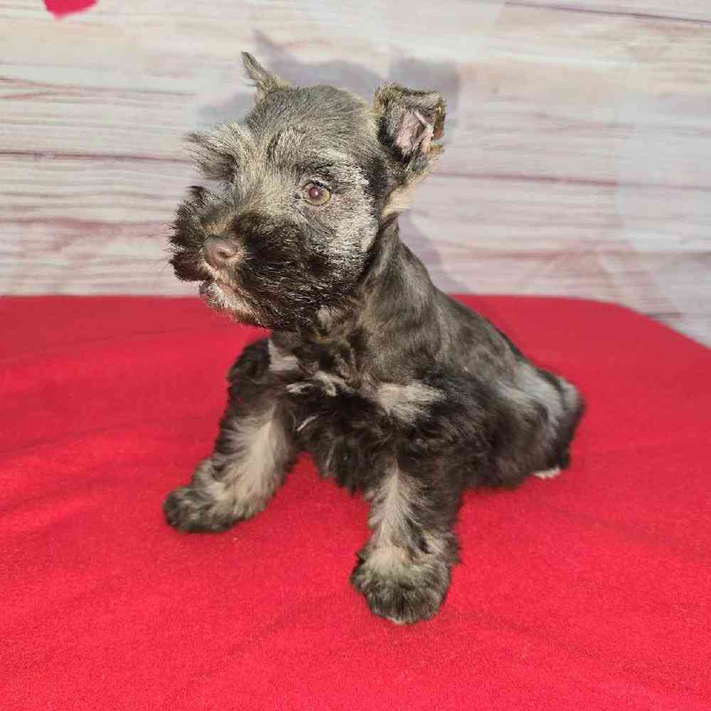 Female Mini Schnauzer Puppy for Sale in Virginia Beach, VA