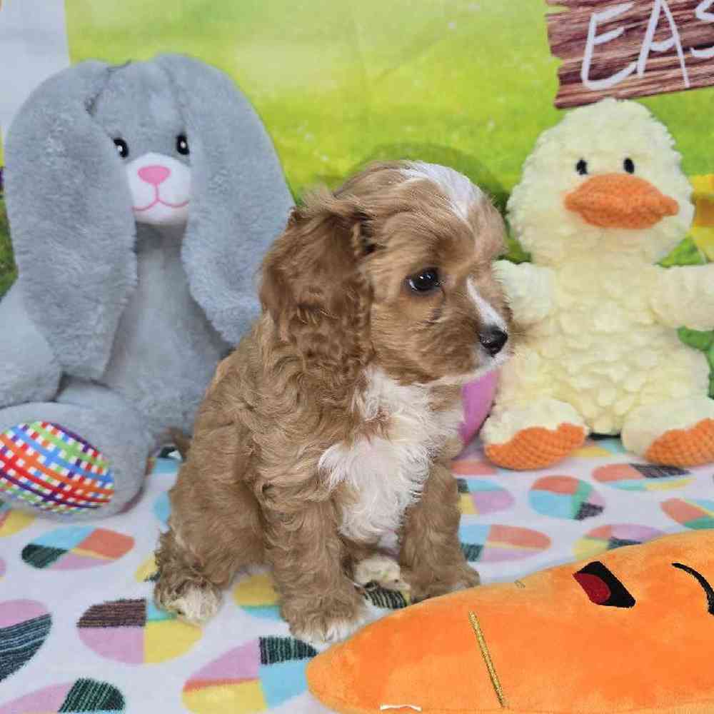 Female Cavapoo Puppy for Sale in Virginia Beach, VA