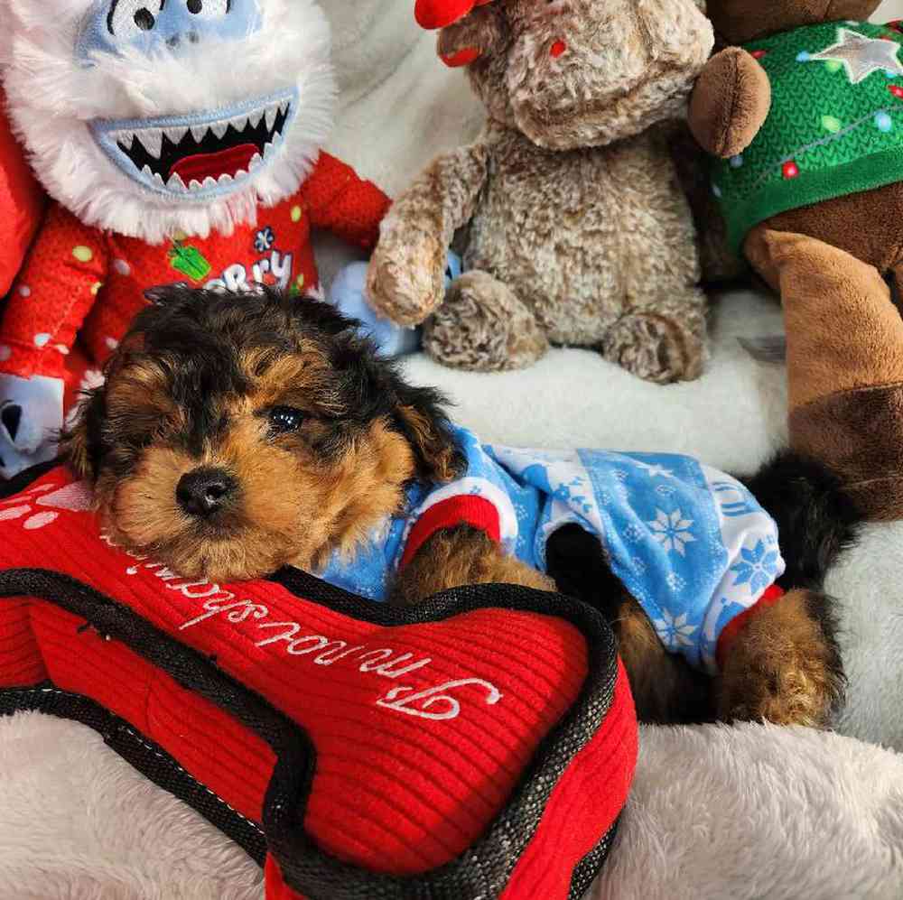 Male Yorkie-Poo Puppy for Sale in Virginia Beach, VA