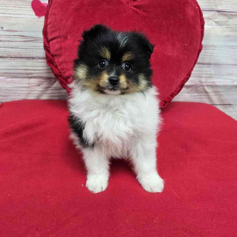 Female Pomeranian Puppy for Sale in Virginia Beach, VA