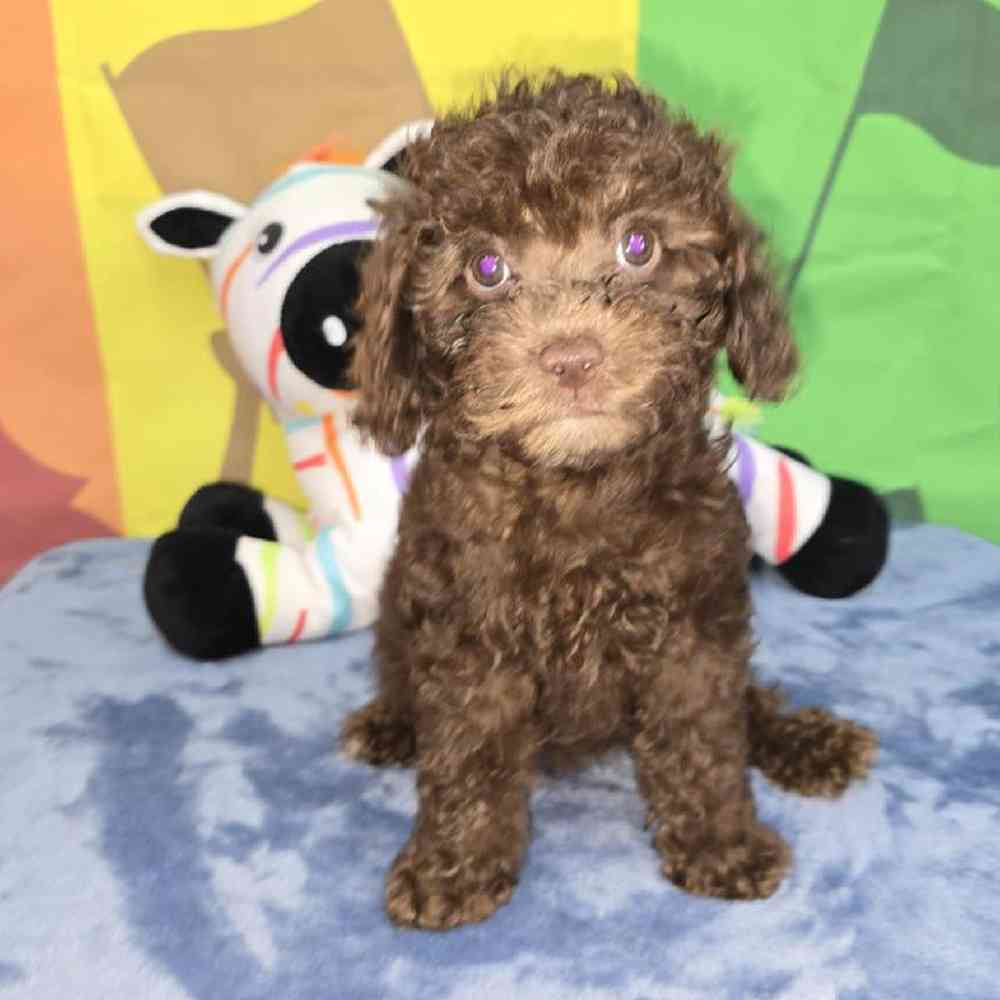 Female Cavapoo Puppy for Sale in Virginia Beach, VA