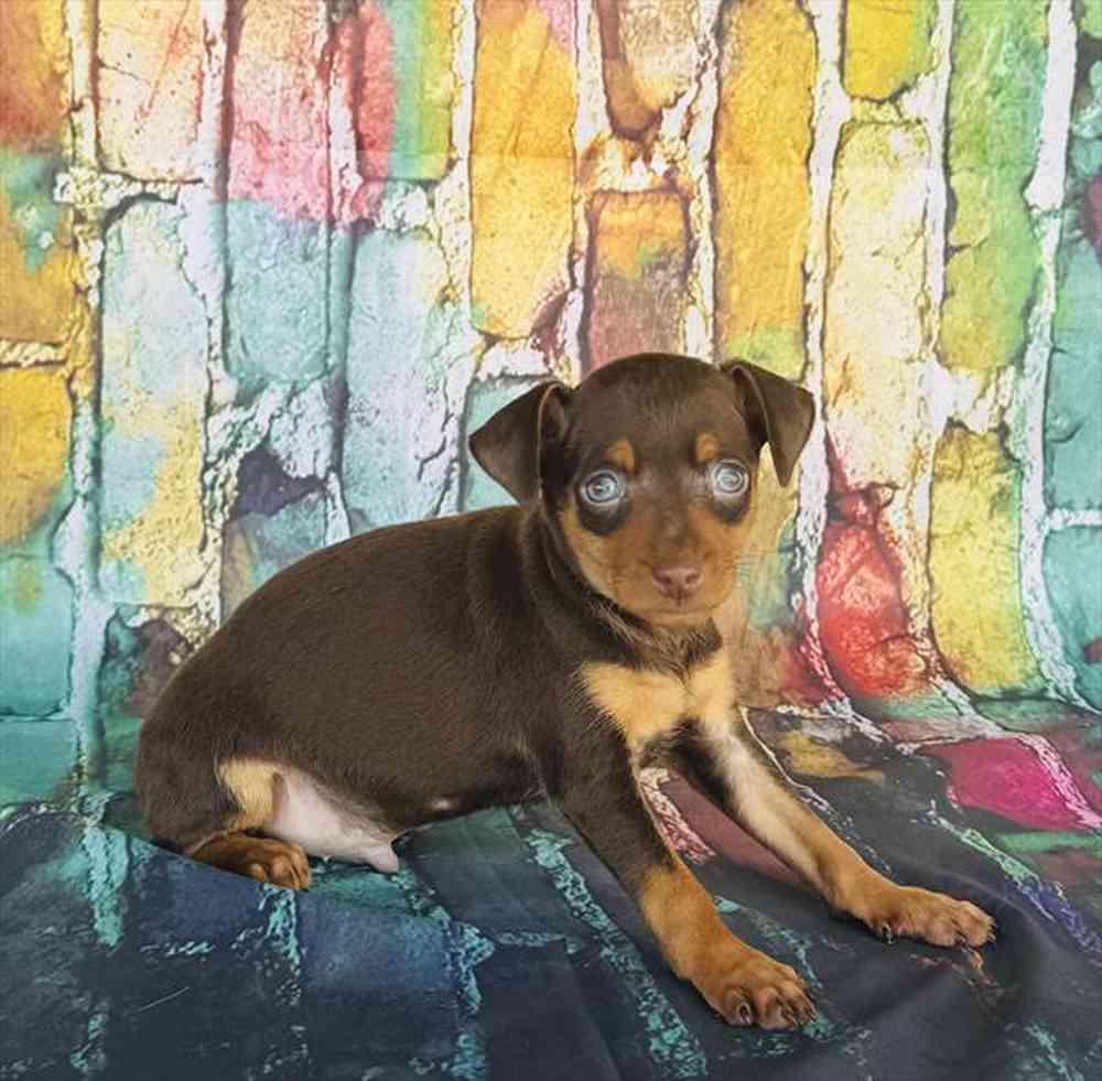 Image of a pet breed in the gallery