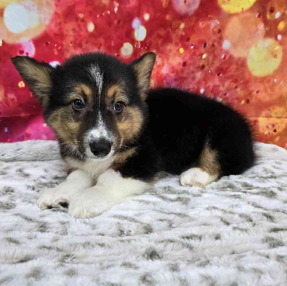 Male Pembroke Welsh Corgi Puppy for Sale in Virginia Beach, VA