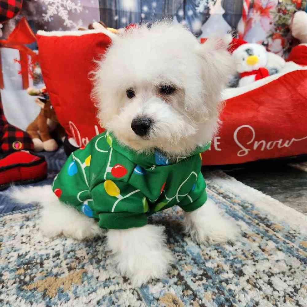 Male Bichon Puppy for Sale in Virginia Beach, VA