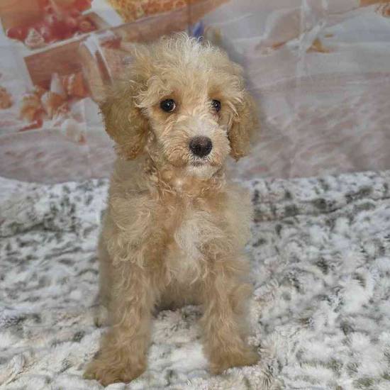 Poodle